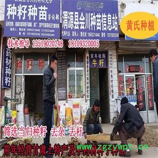 当归籽  当归种子  当归苗 当归种苗 2021年新种子供应图4