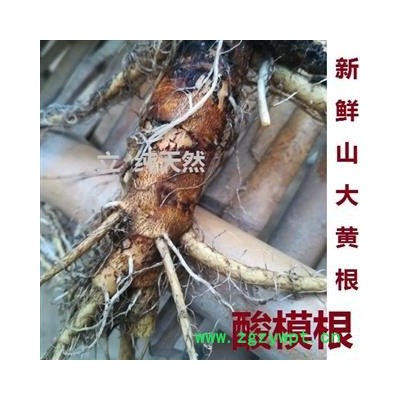 酸模根野生新鲜山大黄土大黄根