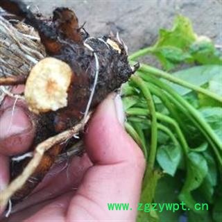 酸模根野生新鲜山大黄土大黄根图2