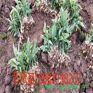 甜黄精种苗 统货 四川省图3