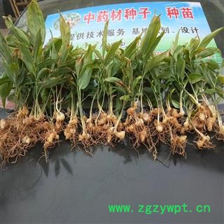 甜黄精种苗 统货 四川省图2