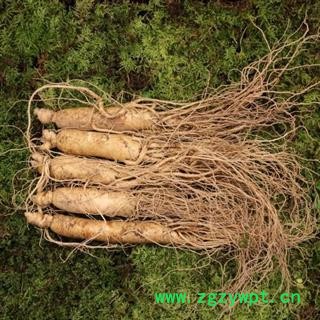 人参 鲜货30--40克一支的 70元一市斤（500克） 产地 吉林省白山市抚松县图3