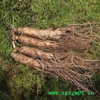 人参 鲜货30--40克一支的 70元一市斤（500克） 产地 吉林省白山市抚松县图2