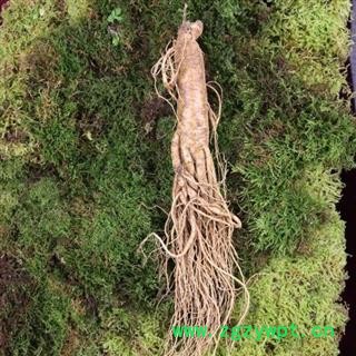 人参 鲜货30--40克一支的 70元一市斤（500克） 产地 吉林省白山市抚松县图4