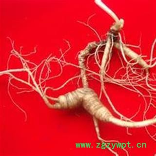 人参 野山参35克左右 产地 吉林省白山市抚松县图2