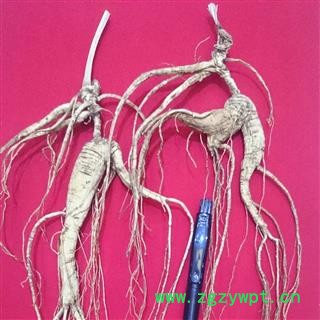 人参 长白山20年野山参，吉林产地直供，纯正品。假一赔十图3