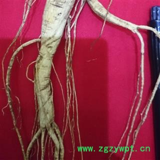 人参 长白山20年野山参，吉林产地直供，纯正品。假一赔十图2