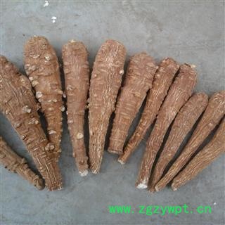 川白芷之遂宁白芷红皮选装一二三级  道地白芷 产地直销 常年有大货 遂宁市船山区图3