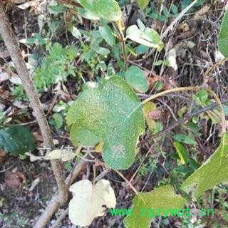 猕猴桃藤野生新鲜藤梨杨桃树杆棍子中药材图3