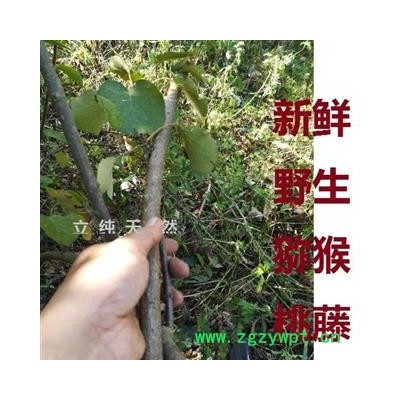 猕猴桃藤野生新鲜藤梨杨桃树杆棍子中药材