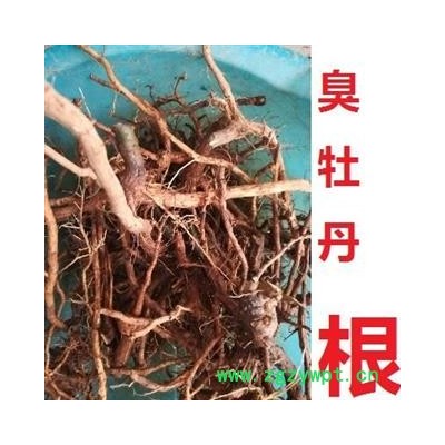 新鲜臭牡丹根 另可供臭牡丹花、茎叶