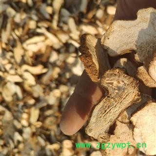 白术 统 产地 安国  自产自销一手货源图2