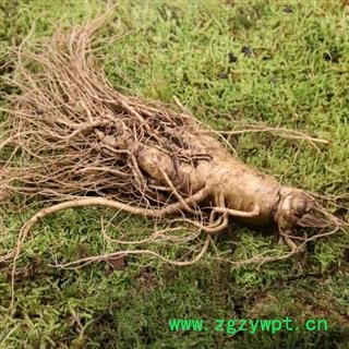 人参 鲜人参 100g左右一支 500g起 产地 吉林省白山市抚松县图3