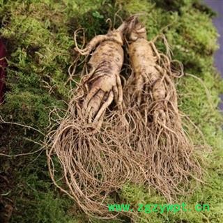 人参 鲜人参 100g左右一支 500g起 产地 吉林省白山市抚松县图4