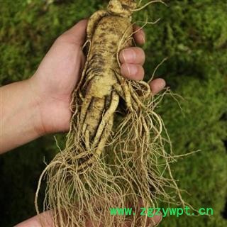 人参 鲜人参 100g左右一支 500g起 产地 吉林省白山市抚松县图2