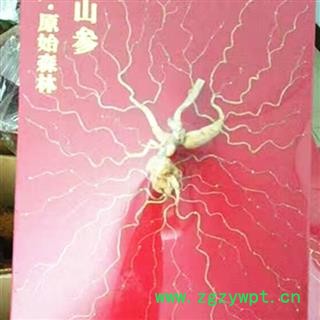 人参 50年野山参,纯干,无杂质,产地直供假一赔十 产地 吉林省白山市抚松县图2