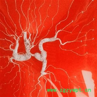 人参 50年野山参,纯干,无杂质,产地直供假一赔十 产地 吉林省白山市抚松县图3