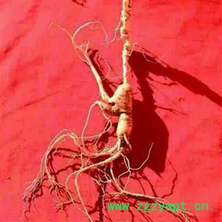 人参 吉林长白山30年新鲜野山参 产地直供，假一赔十图2