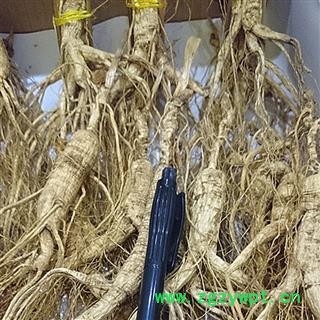 人参 长白山林下山参8克 15年以上，纯正品图2