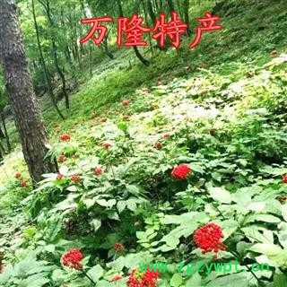 人参 20年林下山参15-20克，产地直销正品，假一赔十图3