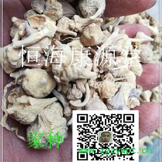 恒海康源堂珠儿参 珠子参 钮子七扣子七图4