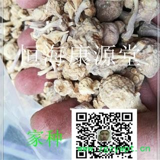 恒海康源堂珠儿参 珠子参 钮子七扣子七图3