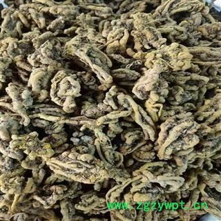 川黄连 黄连 产地 四川省产图4