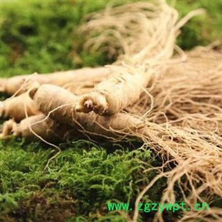 人参 新鲜人参10支【500克】青苔保温礼盒包装，保证新鲜 产地 吉林省白山市抚松县图3