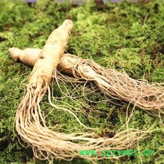 人参 新鲜人参10支【500克】青苔保温礼盒包装，保证新鲜 产地 吉林省白山市抚松县图2