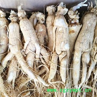 人参 生晒参20-25支参龄6年以上，无流，无虫蛀，纯干 产地 吉林省白山市抚松县图2