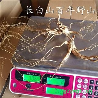 人参 正宗长白山百年野山参，五型俱全，国家权威机构鉴定 产地 吉林省白山市抚松县图2