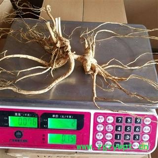 人参 正宗长白山百年野山参，五型俱全，国家权威机构鉴定 产地 吉林省白山市抚松县图3