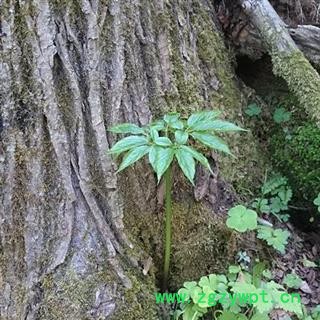 人参 长白山25年以上野山参，产地直供，纯正品，假一赔十图3