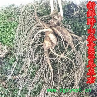 人参 百年纯正长白山野山参 产地直供，纯正品图3