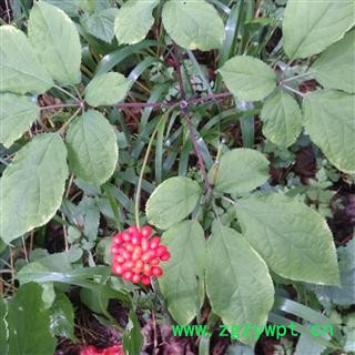 人参 长白山野山参 产地直供，纯正品图2