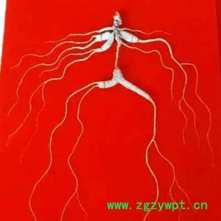 人参 正品长白山百年野山参，产地直供，假一赔十 产地 吉林省白山市抚松县图3