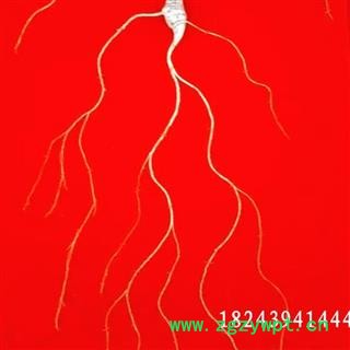 人参 正品长白山百年野山参，产地直供，假一赔十 产地 吉林省白山市抚松县图2