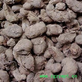 水田七 水三七 土三七 屈头鸡 正品 优质 支持验货图3