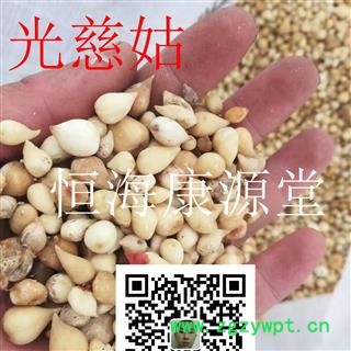 恒海康源堂（光慈姑）山慈姑 山茨菇 冰球子产地 云南省图2