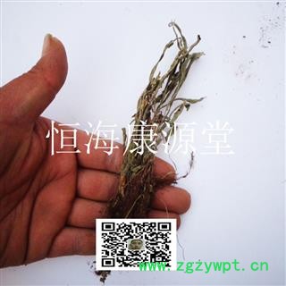 恒海康源堂中药材批发 马蹬草 过桥草 还阳草 小石韦 马蹬草 马灯草图4