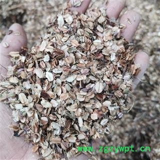 当归种子  当归子  当归籽图3