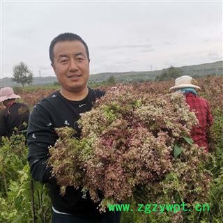 当归种子  当归子  当归籽