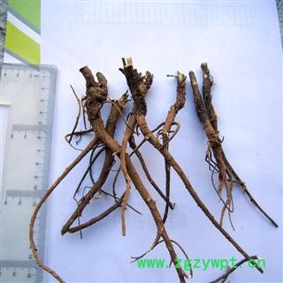 柴胡 统 产地 陕西省商洛市柞水县 库存1500公斤可售图2