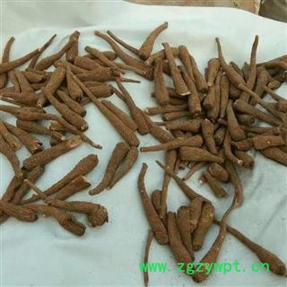 川白芷之遂宁白芷无硫红皮手选四级小条 道地白芷 产地直销 常年有大货 遂宁市船山区图2