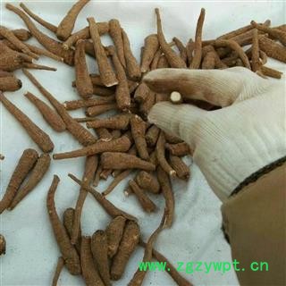 川白芷之遂宁白芷无硫红皮手选四级小条 道地白芷 产地直销 常年有大货 遂宁市船山区图3