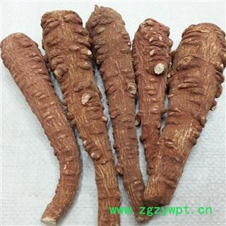 川白芷之遂宁白芷红皮选装特一级 道地白芷 产地直销 常年有大货 遂宁市船山区图4