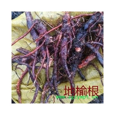 地榆根，野生新鲜地榆根