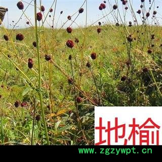 地榆根，野生新鲜地榆根图3