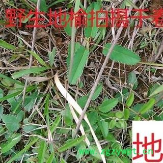 地榆根，野生新鲜地榆根图2