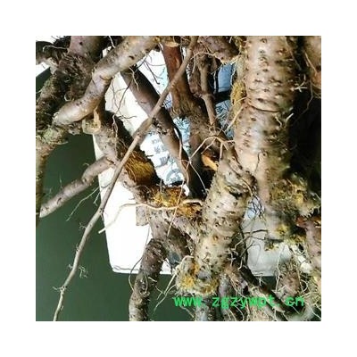 野生新鲜虎杖 虎杖根 未切断统货顺筋龙 产地 湖北省黄冈市麻城市